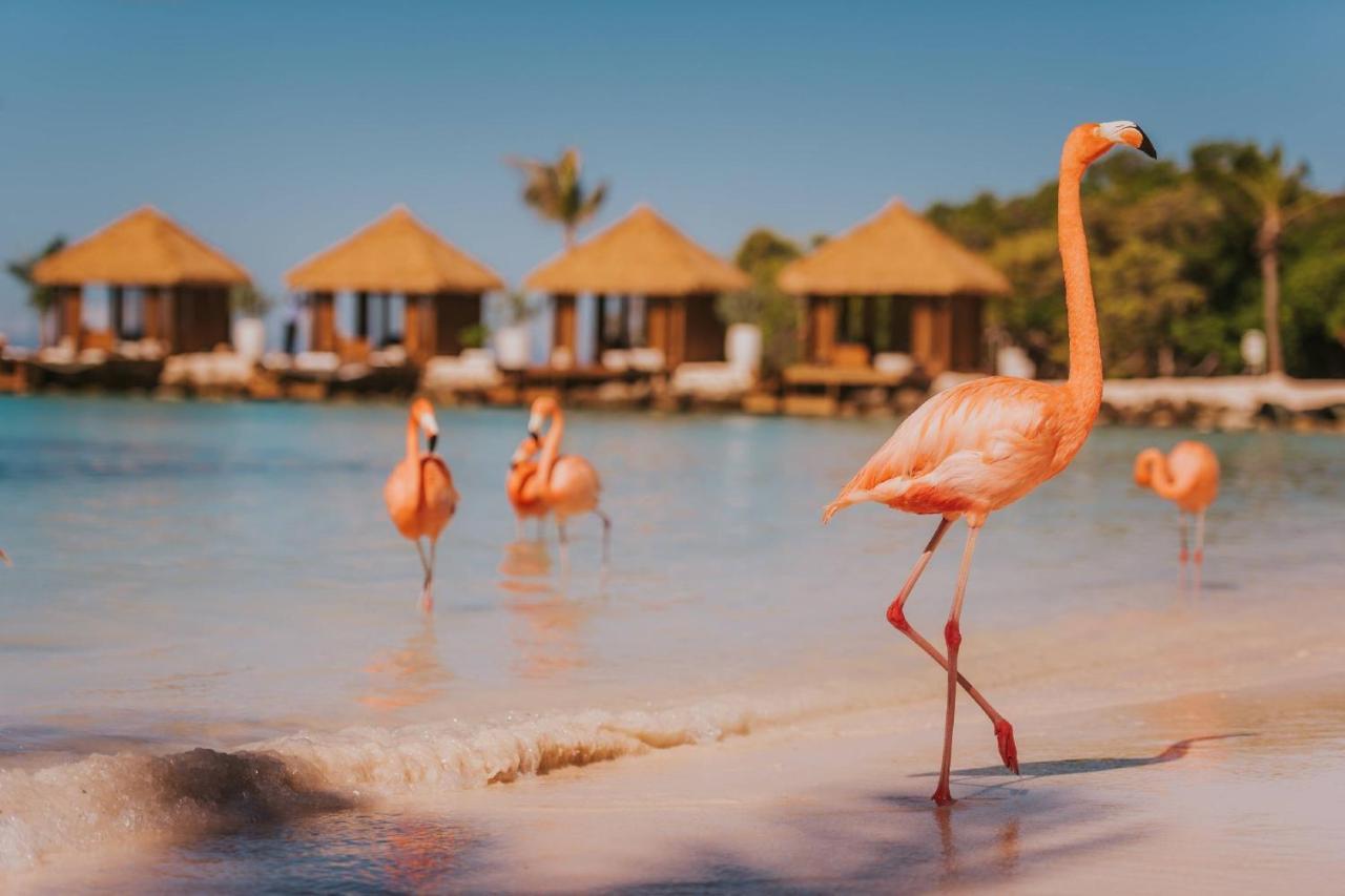 Renaissance Wind Creek Aruba Resort Oranjestad Zewnętrze zdjęcie